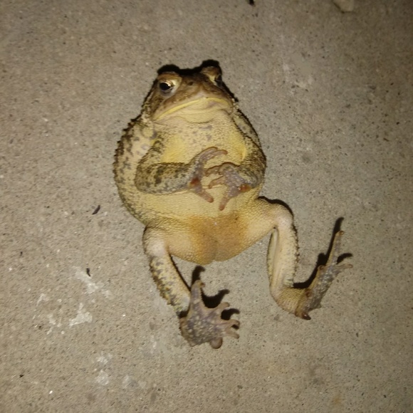 Meet your Posher, Levi - Picture 1 of 1